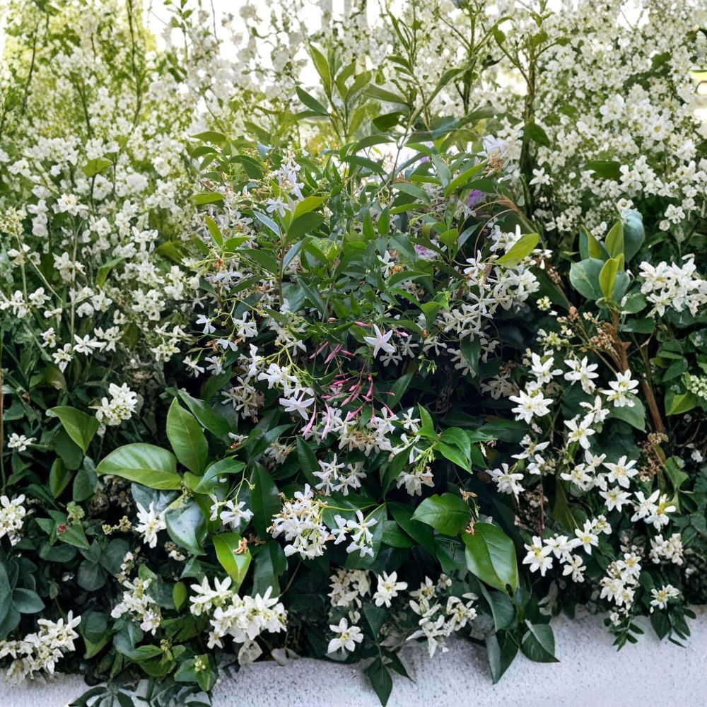 Star & Pink Jasmine Cuttings Combo – Organic Live Climbing Vines, Fragrant, Pollinator Friendly, 21 Healthy Plant Cuttings