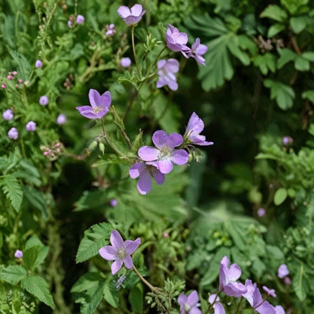 Wild Geranium Bare Roots 10 Pack | Native Shade Perennial | Woodland Wildflower | Geranium maculatum