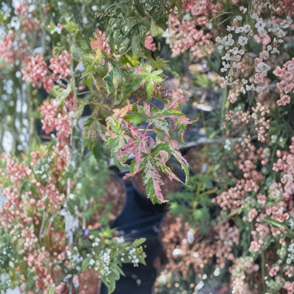 Acer palmatum ‘Uzen Nishiki’ Live Japanese Maple Tree – Rare Variegated Pink & White Foliage, Container Grown Ornamental Tree