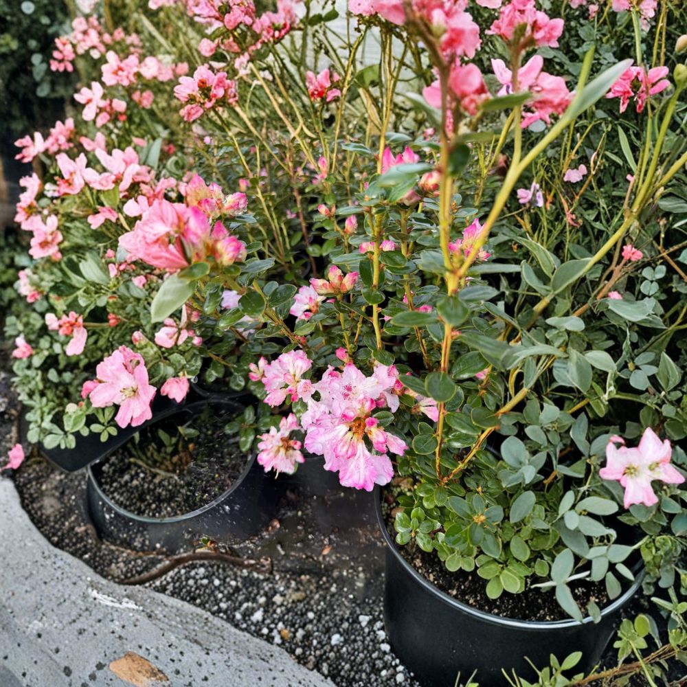 Rhododendron ‘Pink Snowflakes’ Live Evergreen Shrub | White & Pink Blooms | Compact Early Blooming Garden Plant