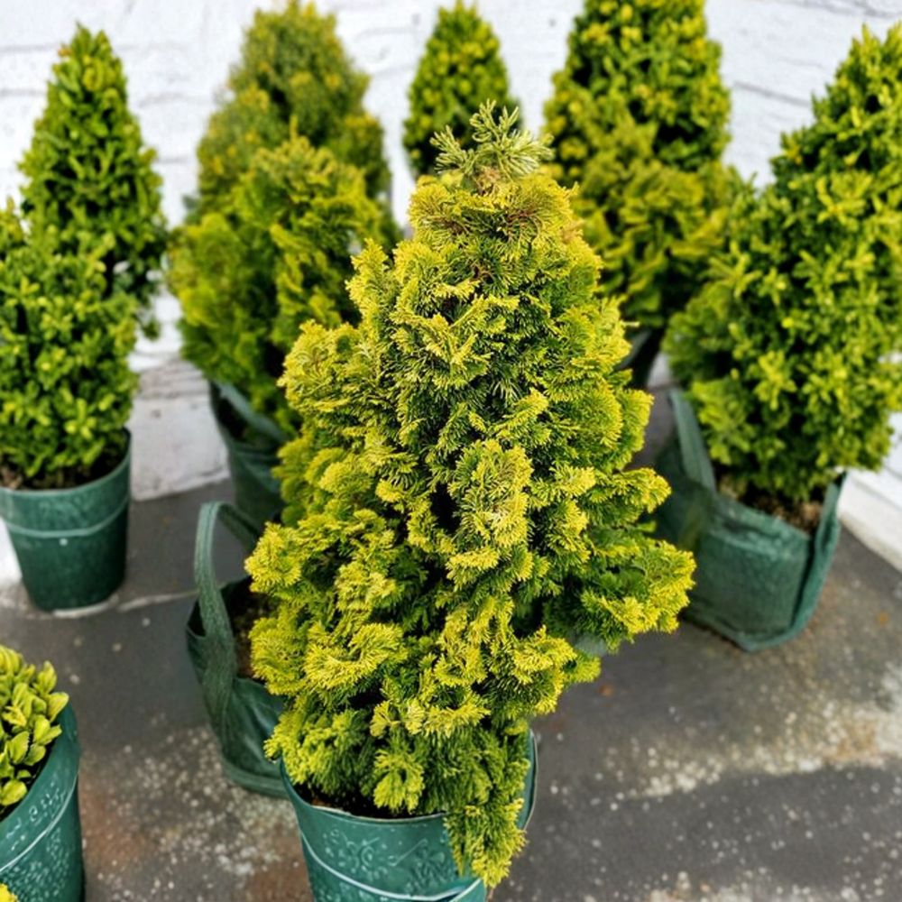 Chamaecyparis obtusa ‘Nana Lutea’ Live Hinoki Cypress – Golden Dwarf Evergreen Conifer in #1 Container
