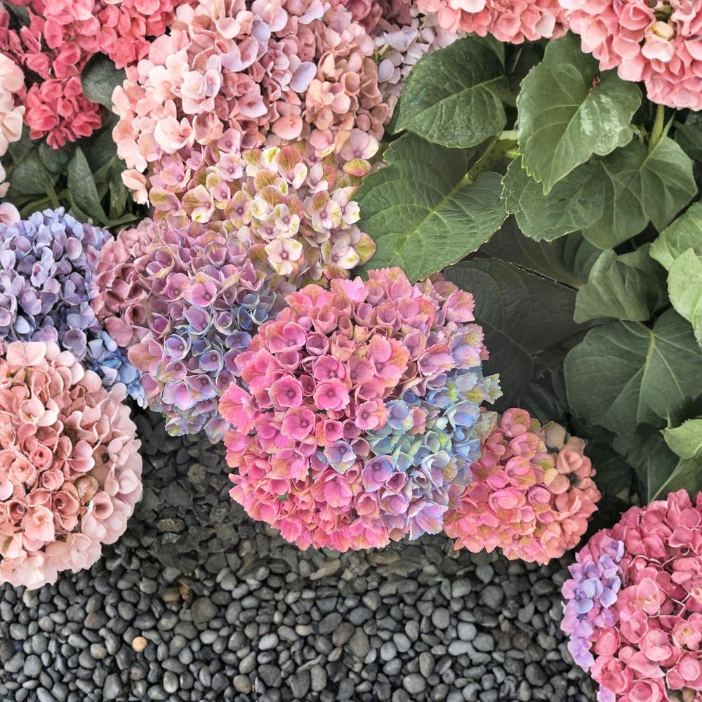 Hydrangea macrophylla ‘Magical Revolution’ Live Shrub | Color Changing Mophead Blooms | Compact Flowering Plant | #3 Container Grown