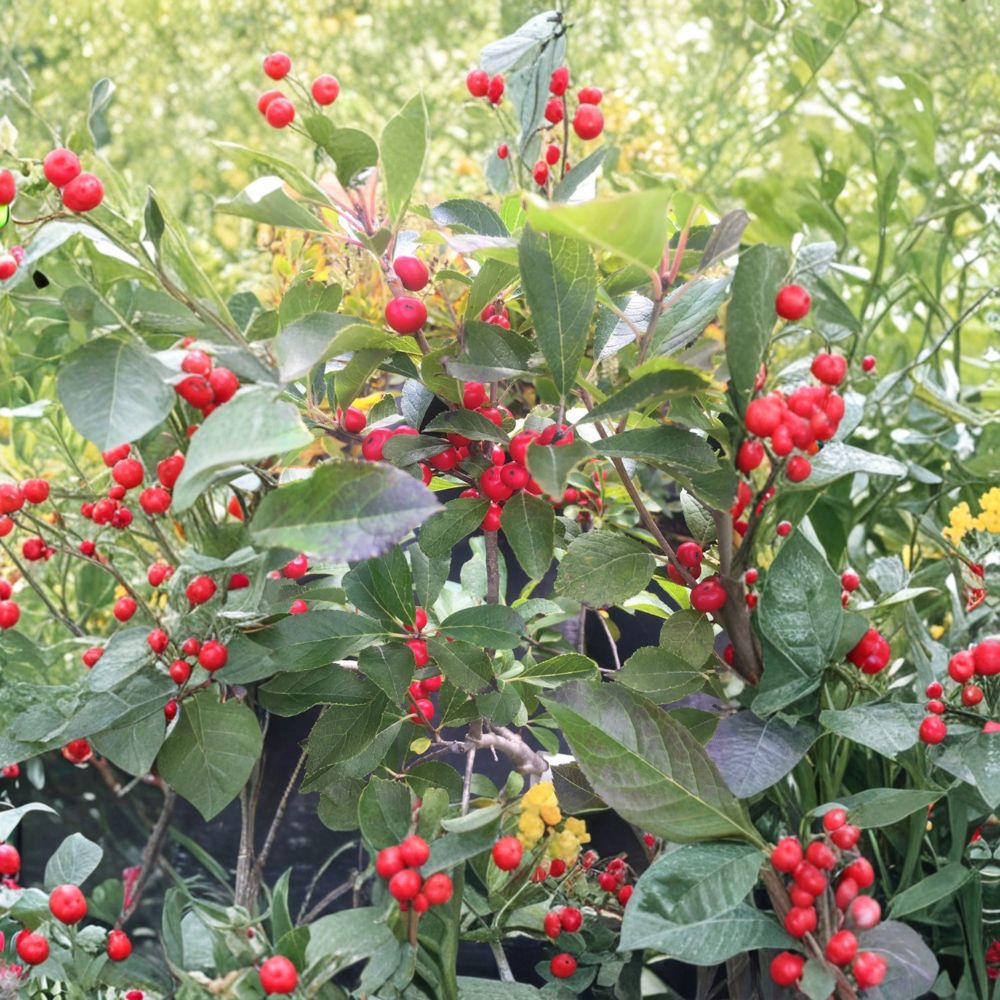 Red Sprite Winterberry Holly – Live Dwarf Shrub in 4 Inch Pot with Bright Red Berries – Ilex verticillata for Small Gardens and Containers