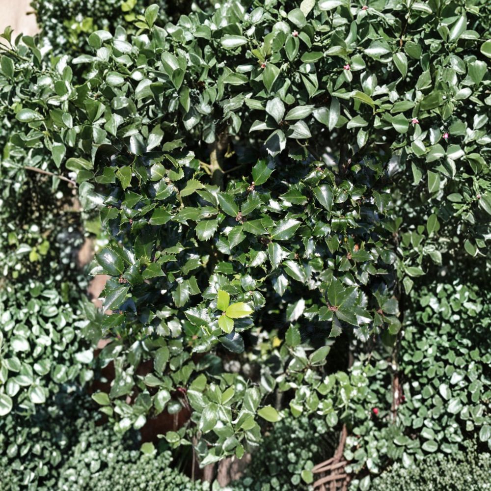 Blue Prince Holly – Live Male Evergreen Shrub 1 Gallon Pot Ilex x meserveae Pollinator Deer Resistant Landscape Plant