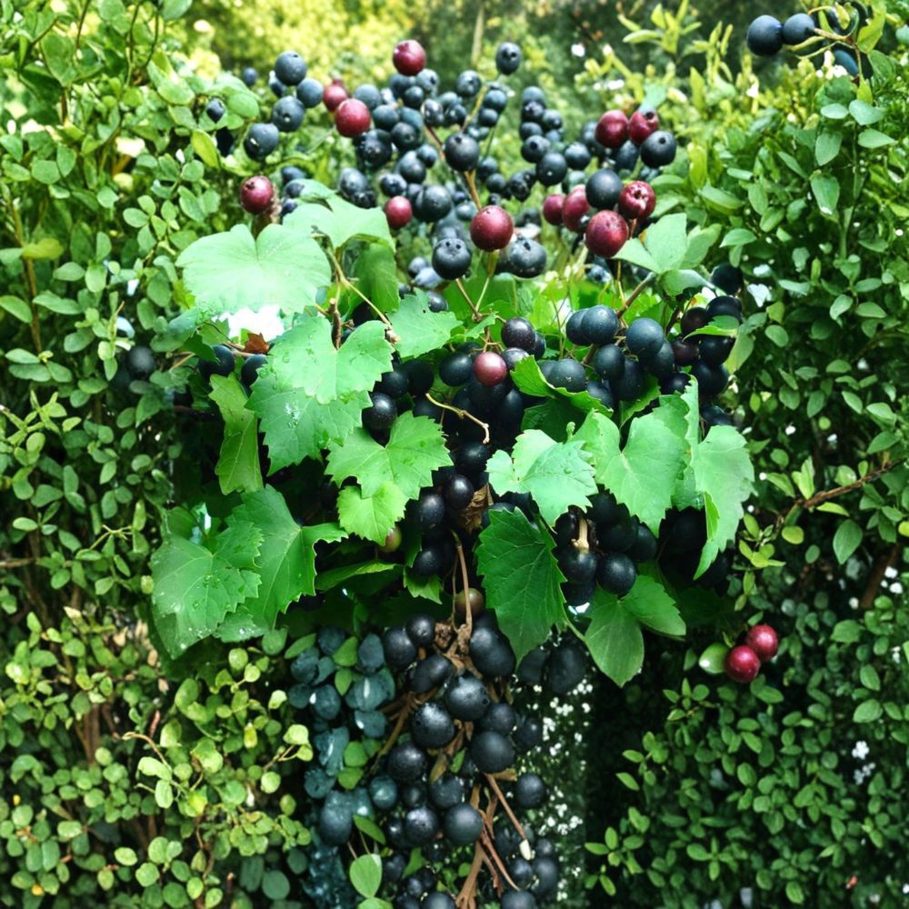 Alachua Muscadine Grape Vine – Live Rooted Self-Pollinating Grape Plant for Zones 7-11