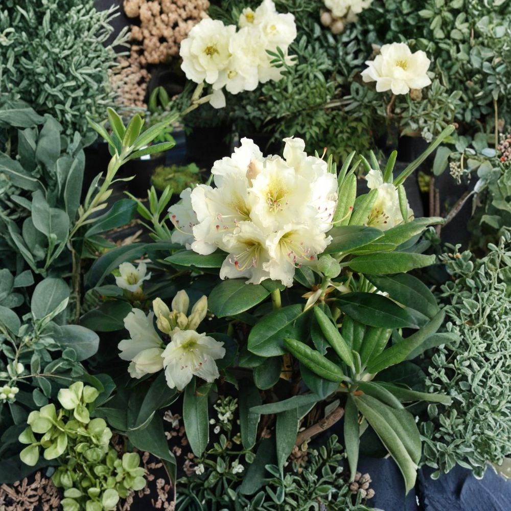 Rhododendron ‘New Century’ – Evergreen Shrub with Yellow Green Blooms, Cold Hardy Container Plant, Rhododendron indicum