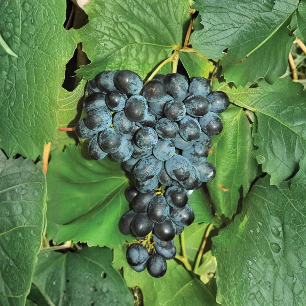 5 Faith Seedless Table Grape Cuttings – Vitis vinifera Live Propagation, Sweet Seedless Grape Variety for Home Gardening