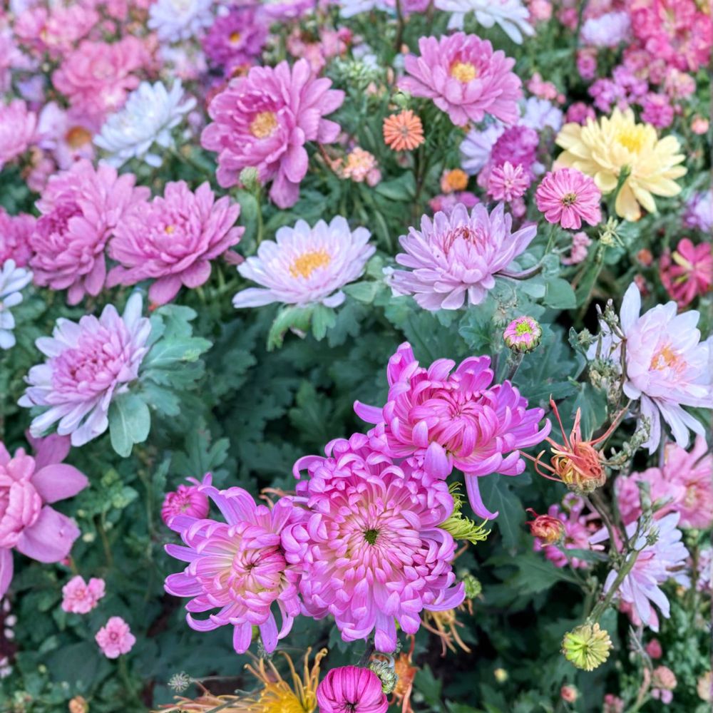 Pale Pink Mum Plants – 2 Pack Perennial Chrysanthemum Large Flower Garden Mums (Chrysanthemum morifolium)