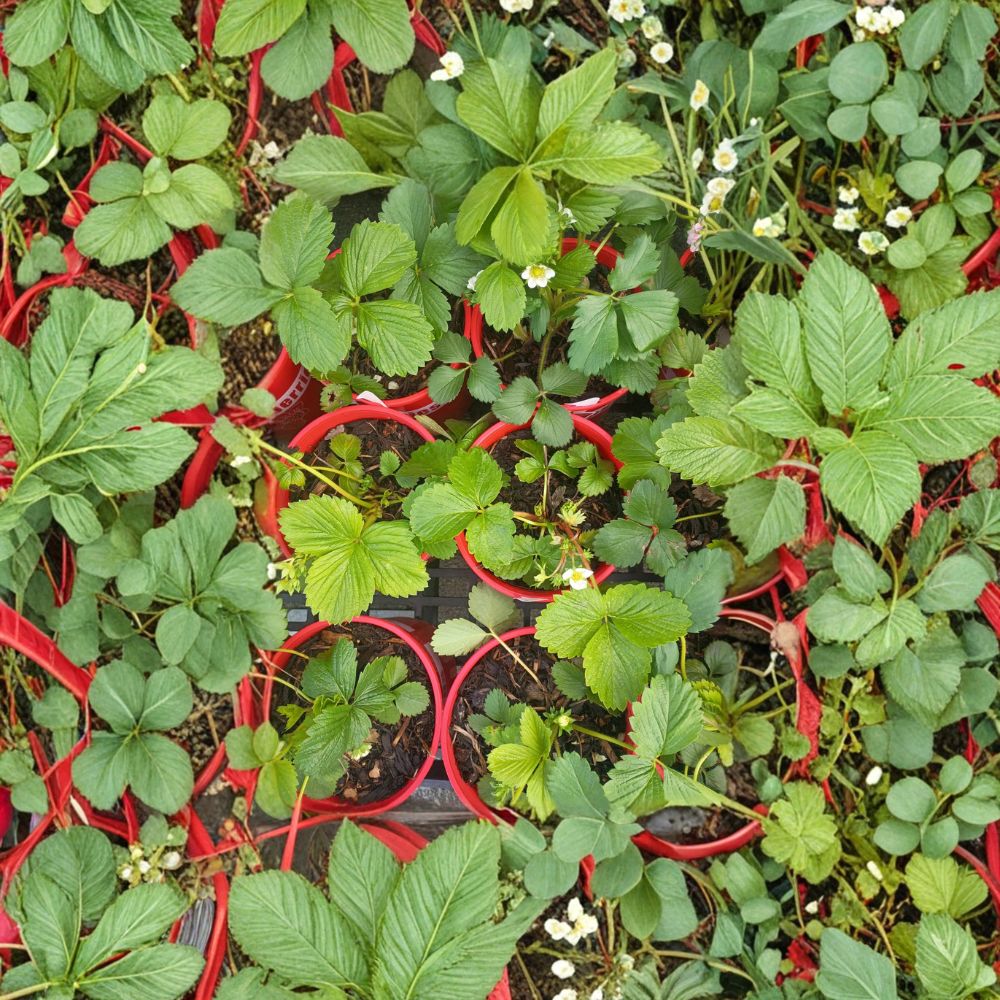 Wild Alaska Strawberry Pups – Set of 5 Rooted Fragaria spp. Live Plants, Hardy, Garden & Container Friendly, Easy to Grow