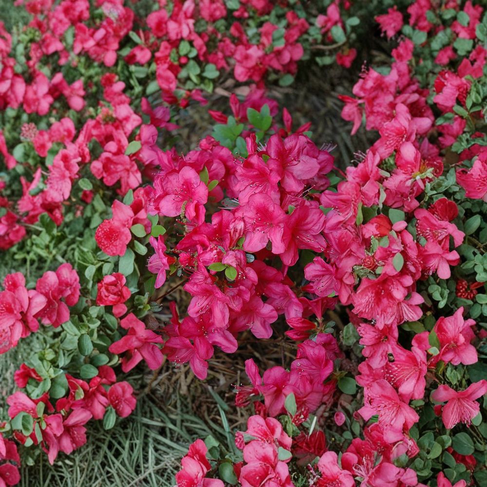Azalea 'Mother's Day' Live Plant 1 Gallon Pot Evergreen Shrub Vibrant Red Spring Blooms Compact Flowering Garden Plant