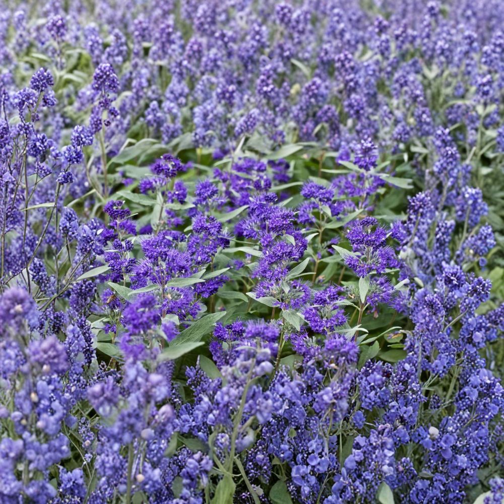 Dark Knight Bluebeard Live Flowering Shrub 4-Inch Pot Caryopteris x clandonensis Pollinator Plant