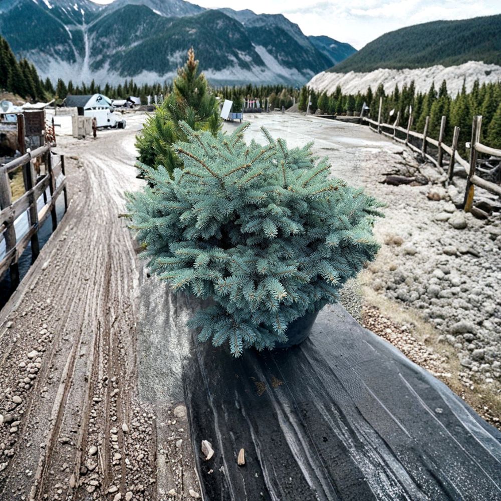 Globosa Colorado Blue Spruce Dwarf Evergreen Conifer 1 Gallon Pot Picea pungens Blue Spruce