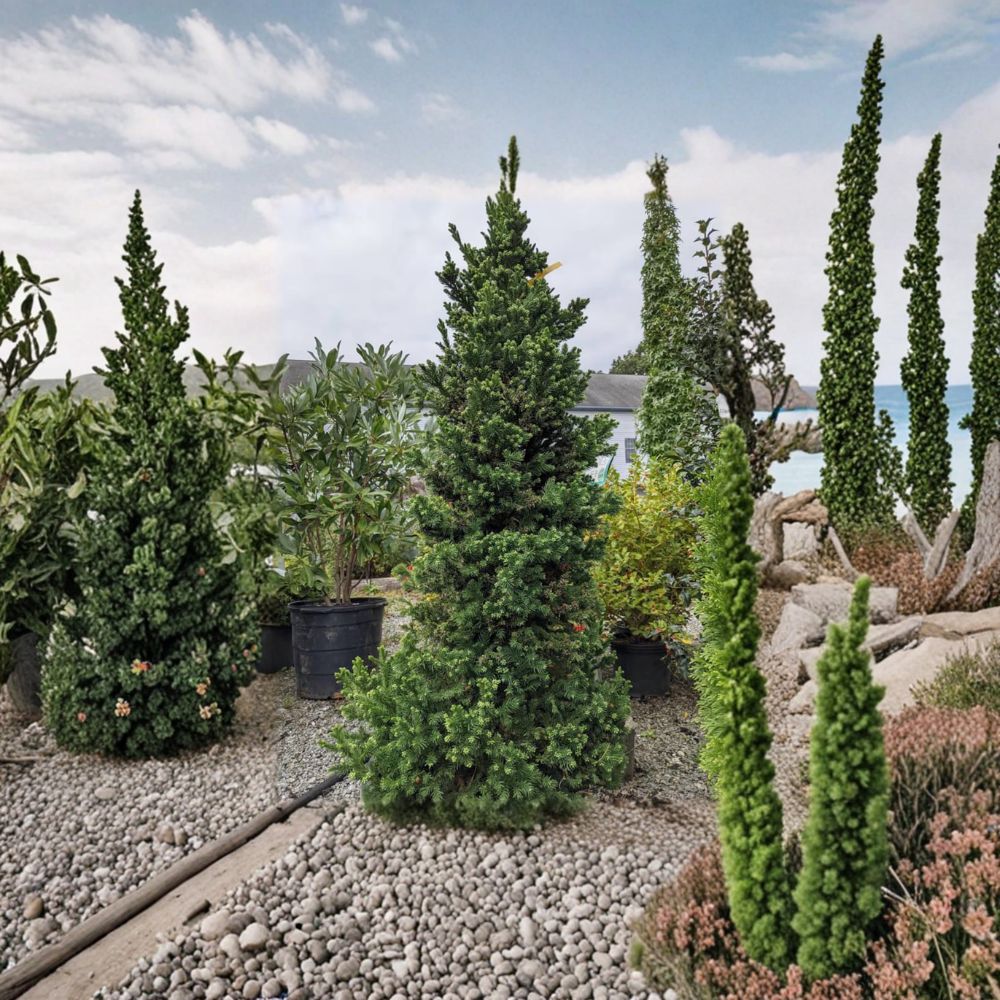 Black Dragon Japanese Cedar – Live Evergreen Conifer in 2-Gallon Pot | Cryptomeria japonica for Privacy and Landscape