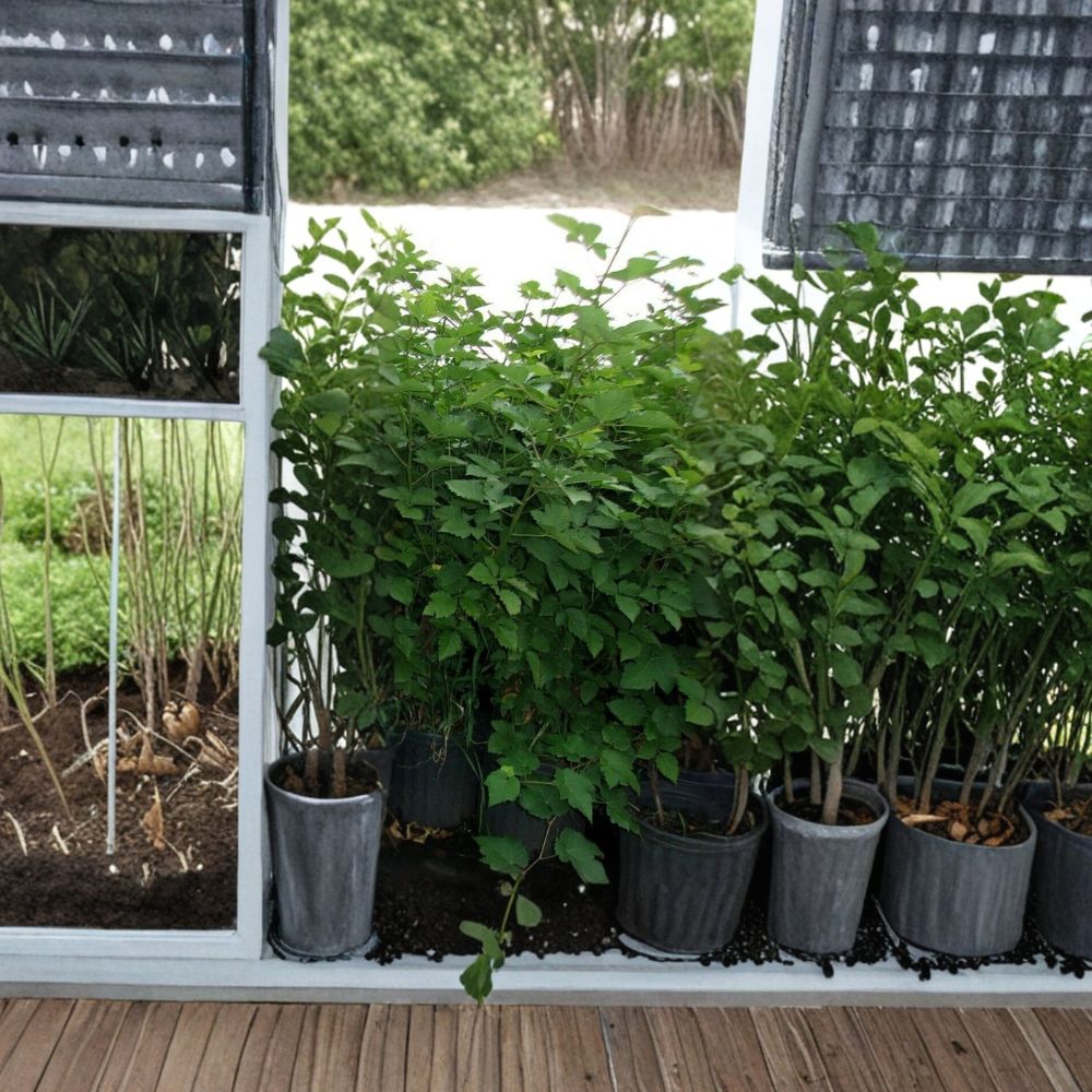 Arapaho Thornless Blackberry Plant – 3–6 Ft Live Fruit Bush | Sweet, Thornless Blackberry Plant | Backyard Garden Favorite