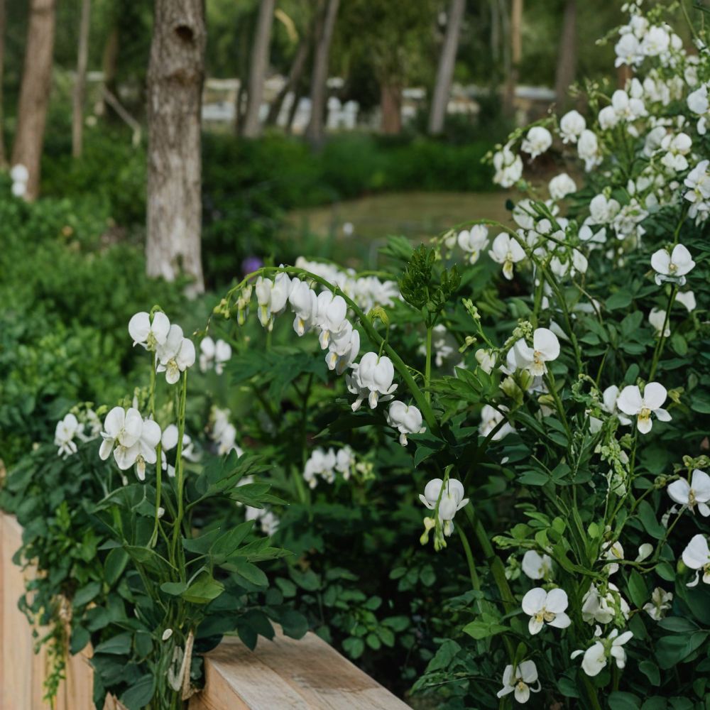 White Bleeding Heart ‘Alba’ Bare Root Divisions – Shade-Loving Perennial Flowers, Dicentra spectabilis, 3 Pack