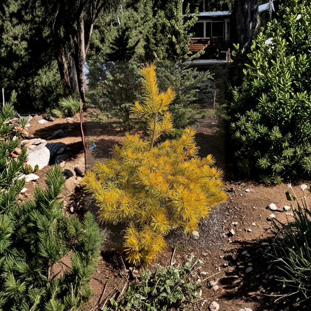 Nisbet’s Gold Scots Pine – Live Golden Evergreen Conifer in 1 Gallon Pot | Pinus sylvestris Landscape Pine