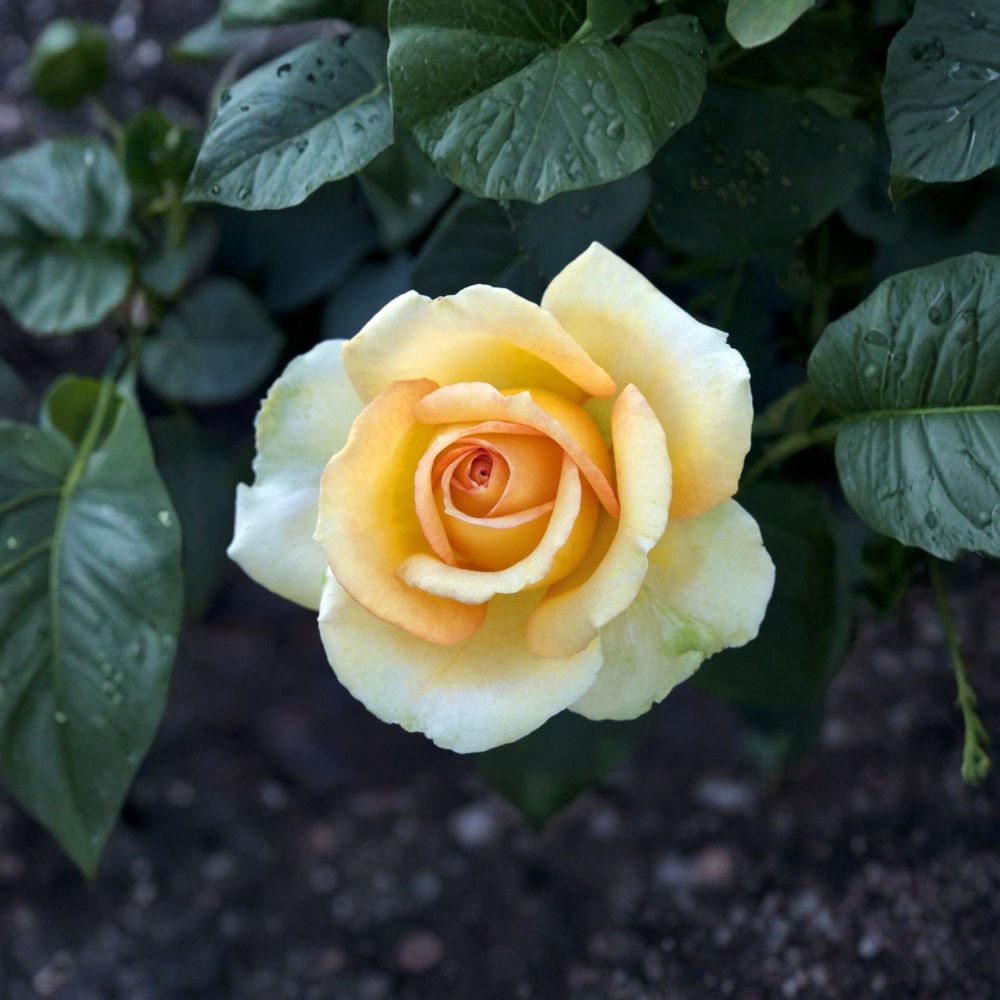 Gold Medal Grandiflora Rose Plant – Live Yellow Orange Rose Bush, 1 Gallon, Award-Winning, Repeat Blooming Garden Shrub, Full Sun Rose