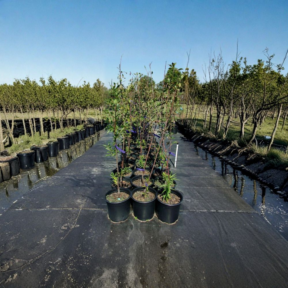 Spring Satin Plumcot Tree – 4–6 Ft Live Fruit Tree | Plum Apricot Hybrid with Red & Black Fruit | Requires Pollinator | Rooted Live Plant