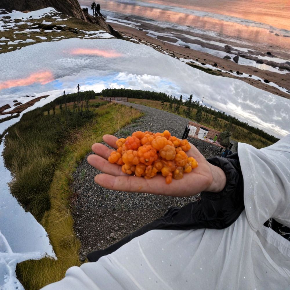 Cloudberry Live Plants | Rubus chamaemorus Arctic Berry | Wild-Harvested Alaska Bog Garden Edible Plant