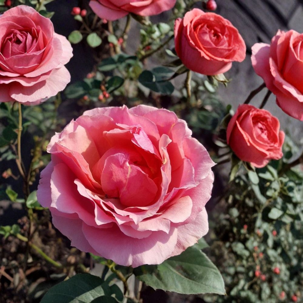 Princesse de Monaco Grandiflora Rose Live Plant – 2 Gallon Pink & White Garden Rose Bush, Repeat Blooming, Rooted Live Plant