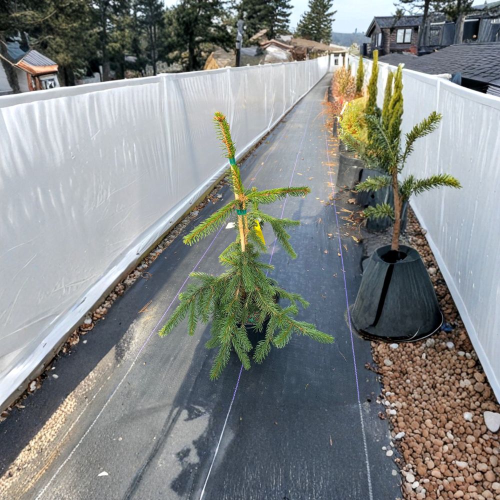 Gold Drift Norway Spruce – Live Dwarf Evergreen Conifer in 1-Gallon Pot | Picea abies Gold Foliage