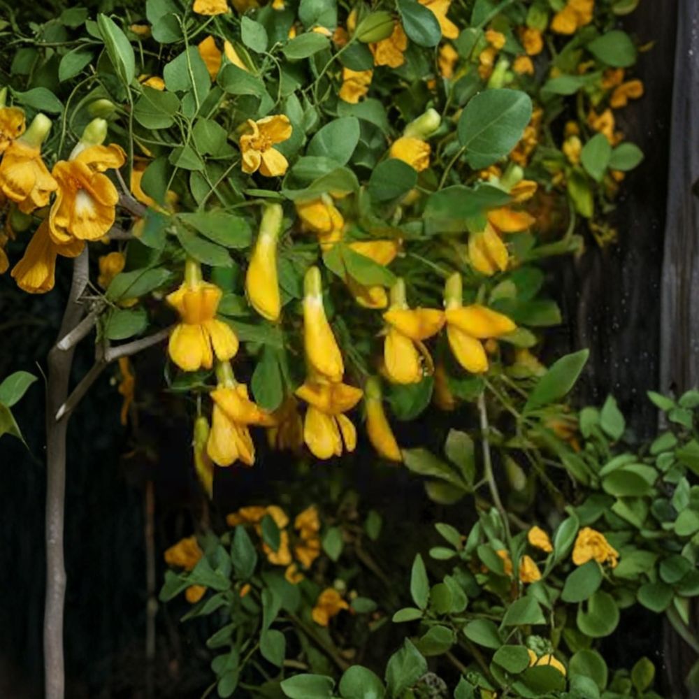 Caragana arborescens Live Cuttings – Set of 5 Siberian Pea Shrub, Cold Hardy, Nitrogen Fixing, Hedge & Windbreak Plant, Alaska Grown