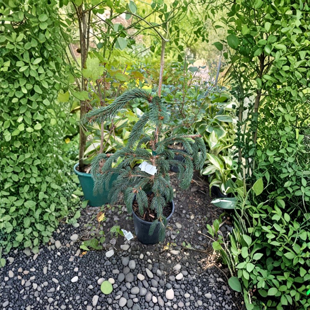 Weeping Blue Norway Spruce Live Evergreen Conifer 12-Inch Picea abies Cascading Blue Foliage Plant