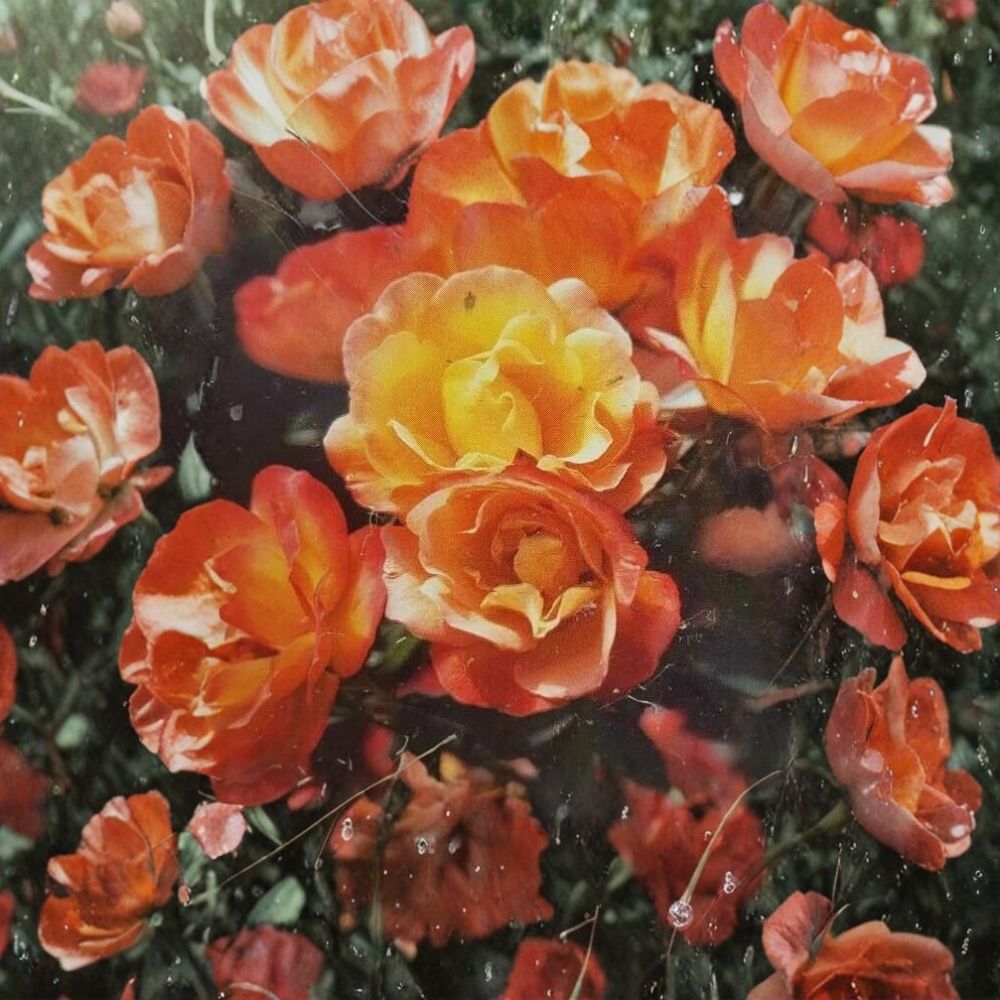 Climbing Piñata Rose Live Plant – 1 Gallon Yellow & Vermilion Blooming Rose for Trellis & Arbor | Vibrant Repeat Blooms