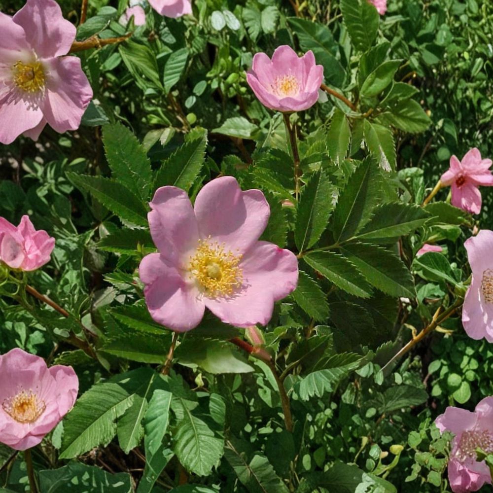 Carolina Rose Native Flowering Shrub 2 Gallon Pot Rosa carolina Pasture Rose with Rose Hips