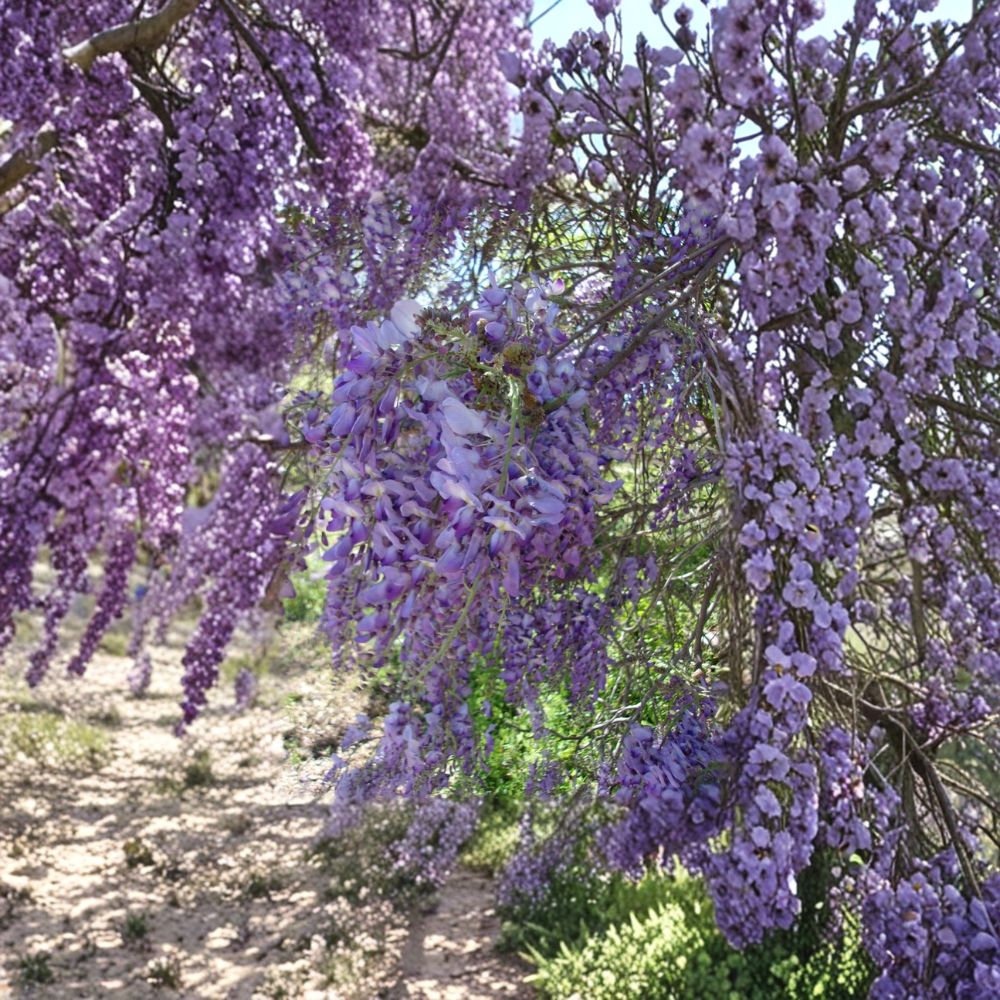 Purple Wisteria Vine – 4–6 Ft Live Plant with Fragrant Purple Flowers, Fast-Growing Climbing Plant for Trellis & Arbor