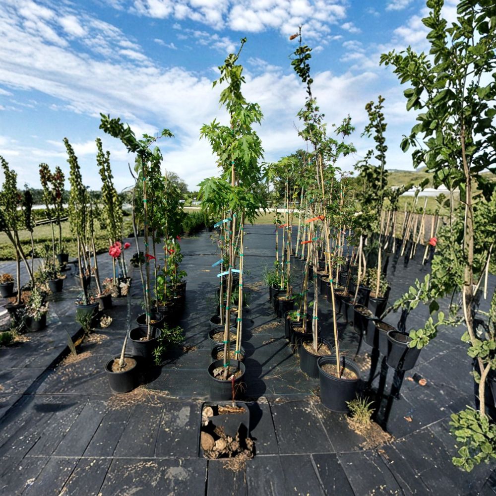 Fairview Flame Maple Tree – 4–6 Ft Live Shade Tree with Brilliant Red Fall Color – Hardy Landscape Tree | Rooted Live Plant