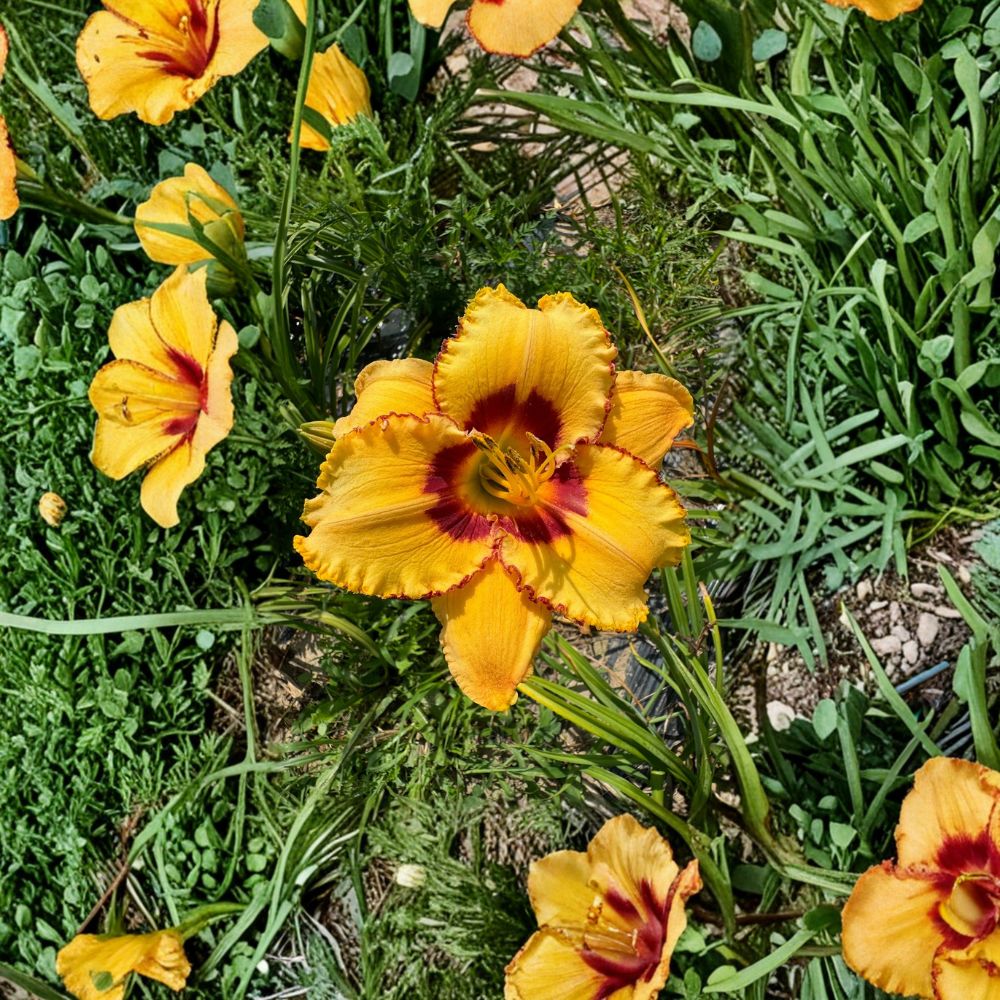 Hemerocallis 'Two Part Harmony' Daylily – 3 Bare Root Plants, Hardy Perennial Flower, Easy to Grow, Garden Favorite