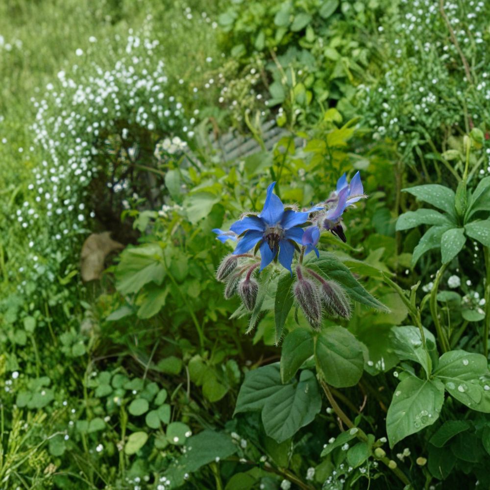 Borage Seeds – Borago officinalis Pollinator-Friendly Herb for Garden & Containers – 25 Seeds