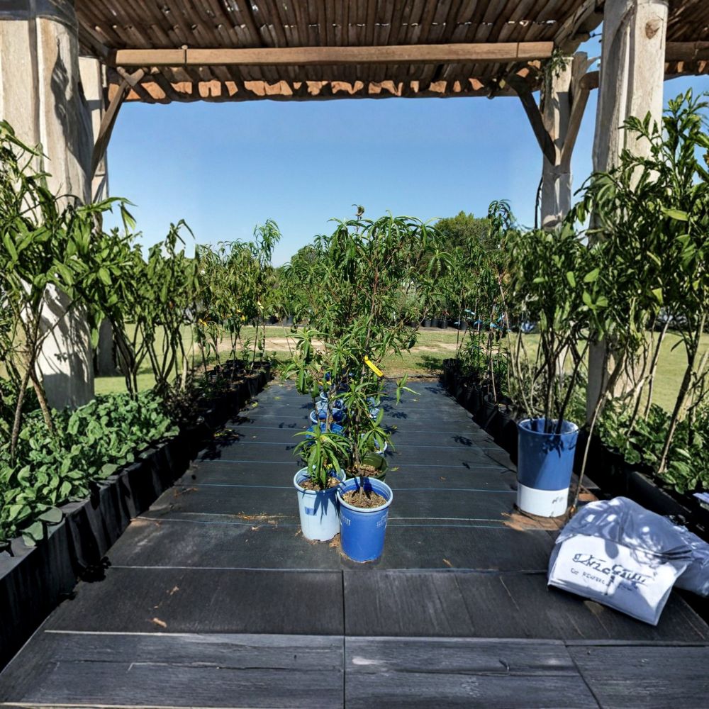Sun Prince Peach Tree – 4–6 Ft Live Fruit Tree with Juicy Freestone Peaches, Self-Pollinating Backyard Orchard Plant