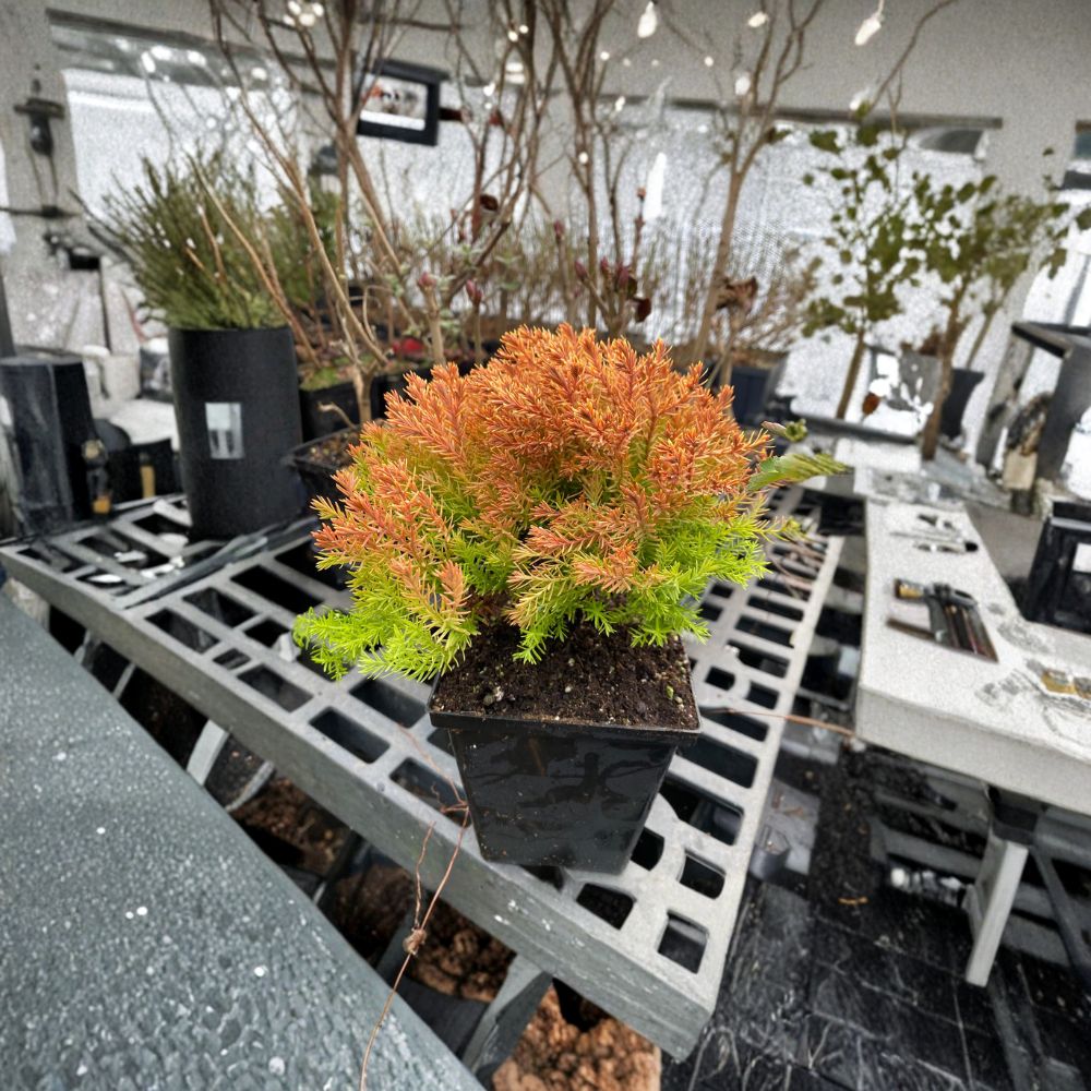 Rheingold Arborvitae Live Golden Evergreen Shrub Quart Pot Thuja occidentalis Dwarf Conifer for Garden