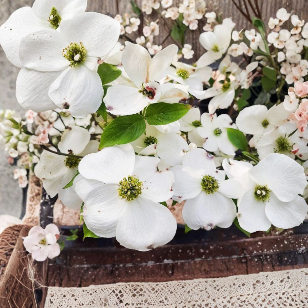 Dogwood Tree Live Plant 1-Gallon Pot White Flowers Cornus florida 'Cherokee Princess' Ornamental Landscape Tree