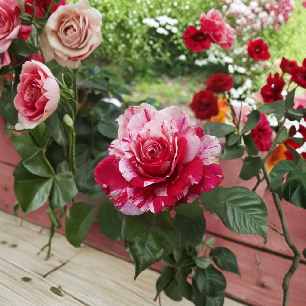 Scentimental Floribunda Rose Plant – 1 Gallon Live Rose Bush with Fragrant Double Red & White Blooms, Garden Favorite, Rosa x hybrida