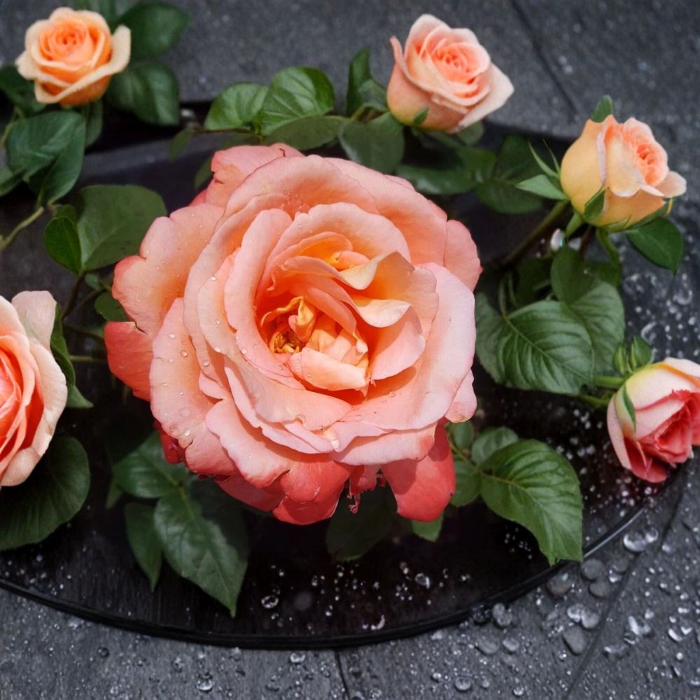 Voodoo Hybrid Tea Rose Live Plant – 1 Gallon Orange & Yellow Fragrant Garden Rose Bush with Repeated Blooms