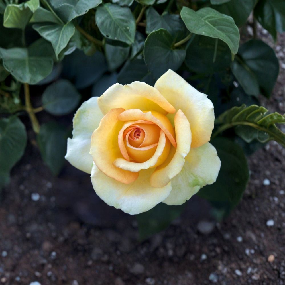 Gold Medal Grandiflora Rose – Live Yellow Orange Rose Bush | 3 Gallon Award-Winning Garden Shrub | Repeat Blooming Rose Plant