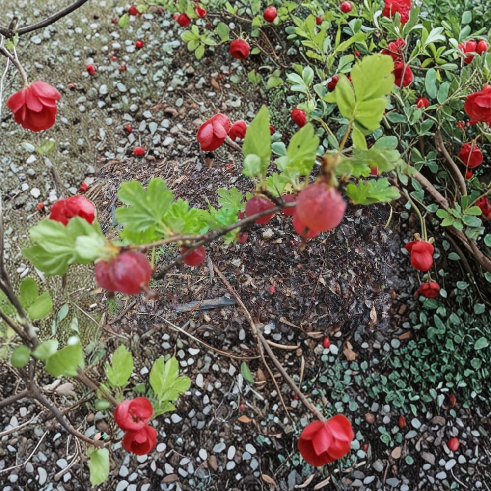 Gooseberry Live Cuttings Set of 5 | Ribes uva-crispa | Fruit Garden Berry Shrubs | Alaska Grown | Easy Propagation