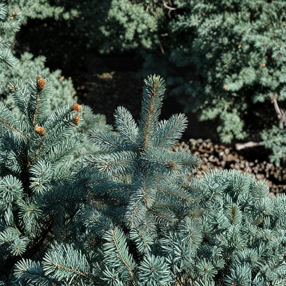 Colorado Spruce Live Plant | Picea pungens 'Baby Blue Eyes' | Silvery Blue Evergreen Conifer | 12-Inch Tall in 1-Gallon Pot