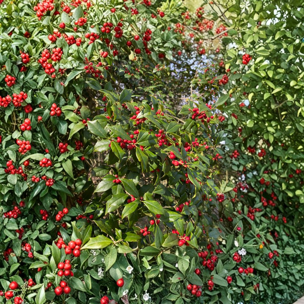 Satyr Hill American Holly – Live Evergreen Tree, 12 Inch Tall, 1 Gallon Pot, Ilex opaca, Red Berries, Native Holly for Landscaping