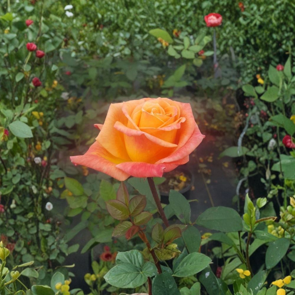 Arizona Grandiflora Rose Live Plant – 2 Gallon Orange & Yellow Repeat Blooming Garden Rose Bush | Vibrant Landscape Shrub