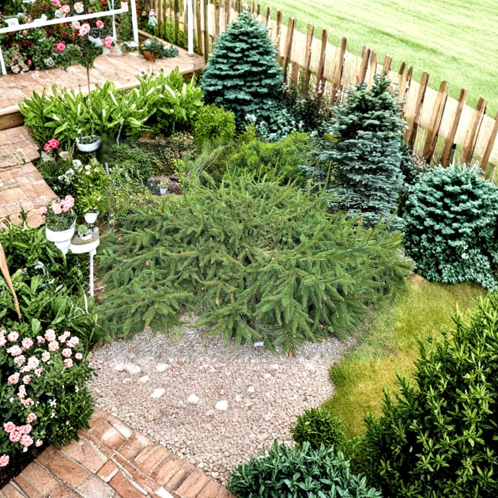 Acrocona Norway Spruce Live Evergreen Conifer 12 Inch Tall Plant in 1 Gallon Pot Red Cone Spruce Tree