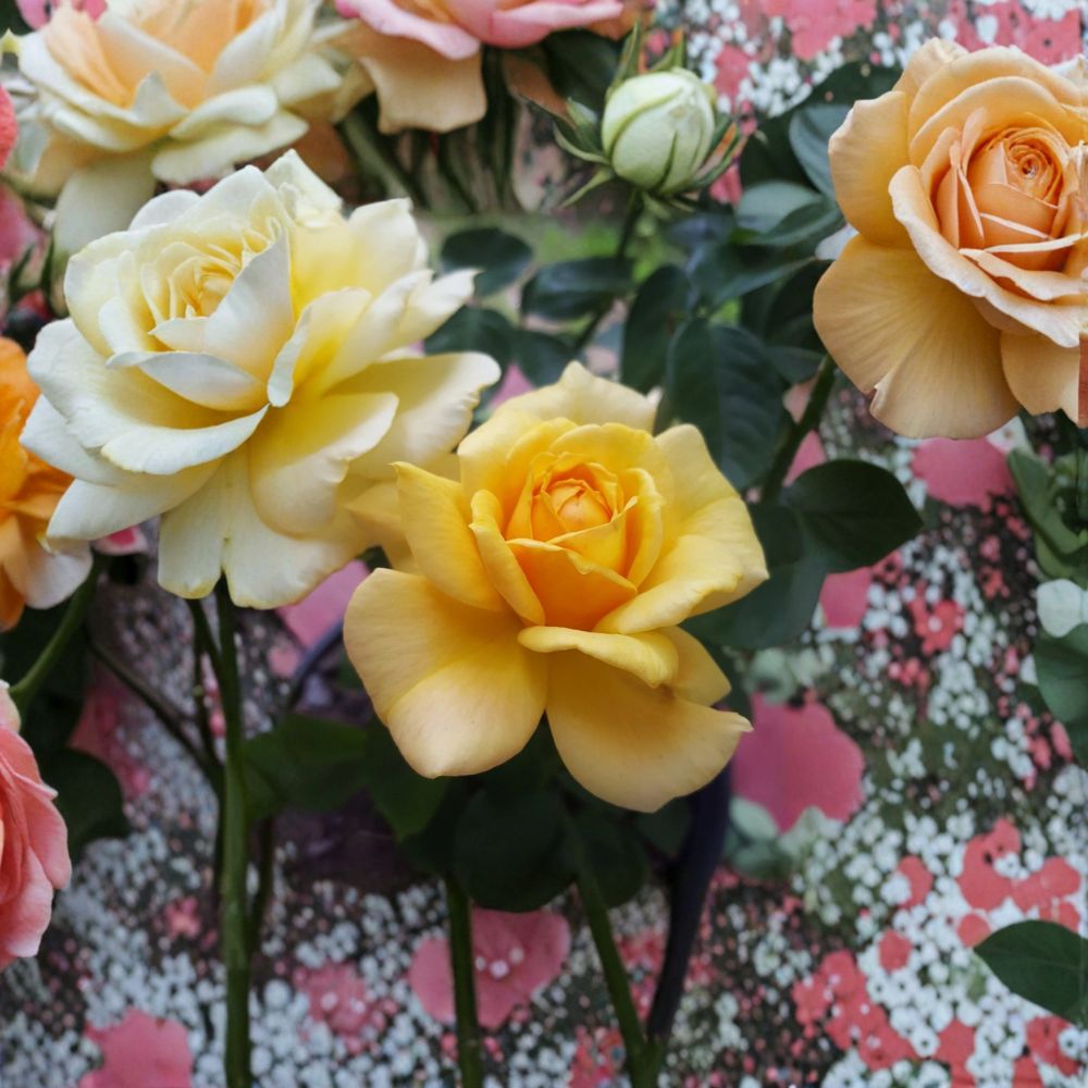 Sunsprite Floribunda Rose Plant – Deep Yellow Fragrant Garden Shrub | 1 Gallon | Repeat Blooming Rose | Rosa floribunda