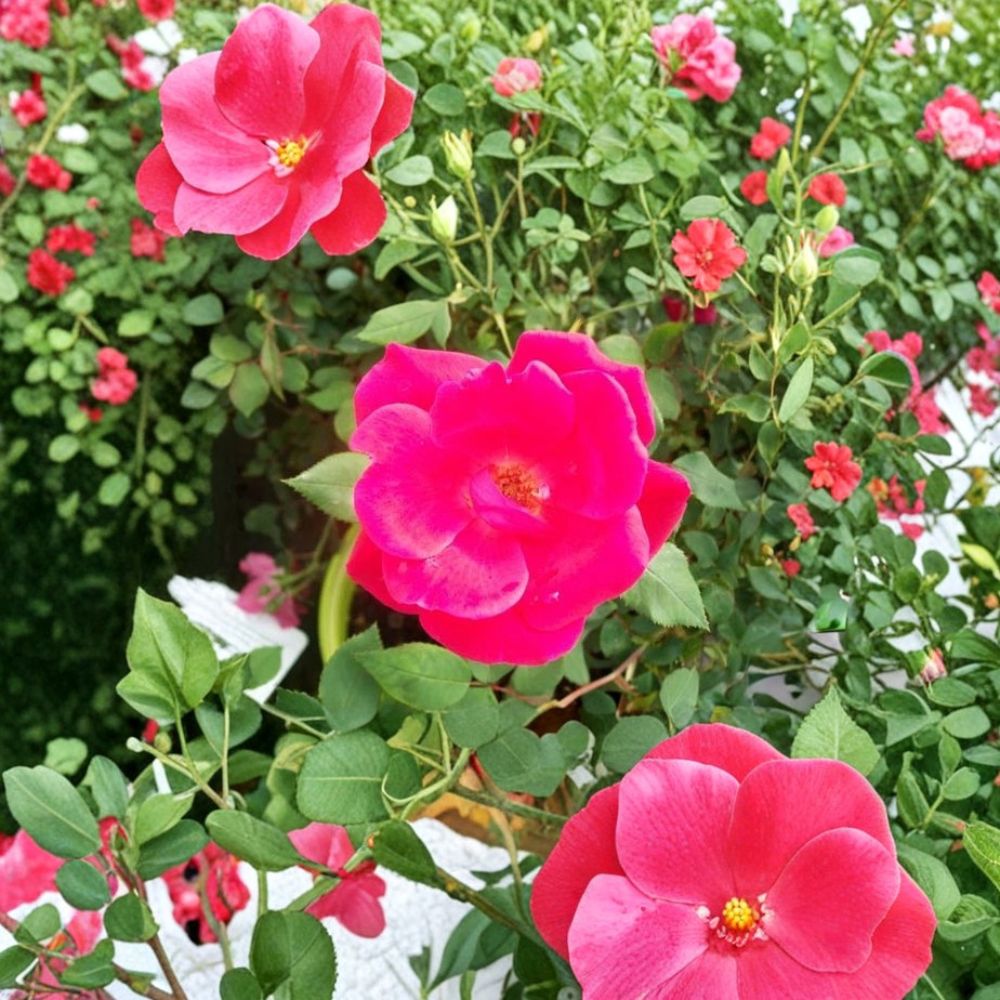 Red Knock Out® Rose Bush – Live Cherry Red Shrub Rose, 3 Gallon, EarthKind® Landscape Rose, Repeat Blooming, Disease Resistant Garden Shrub