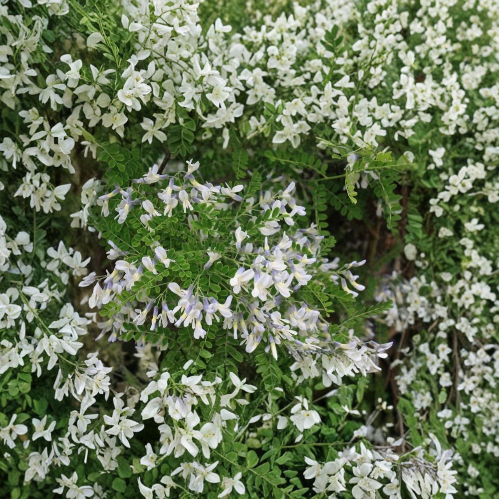 Sophora davidii Shrub Live Plant 2-Gallon Pot Drought Tolerant Flowering Blue Violet Blooms Pollinator Friendly