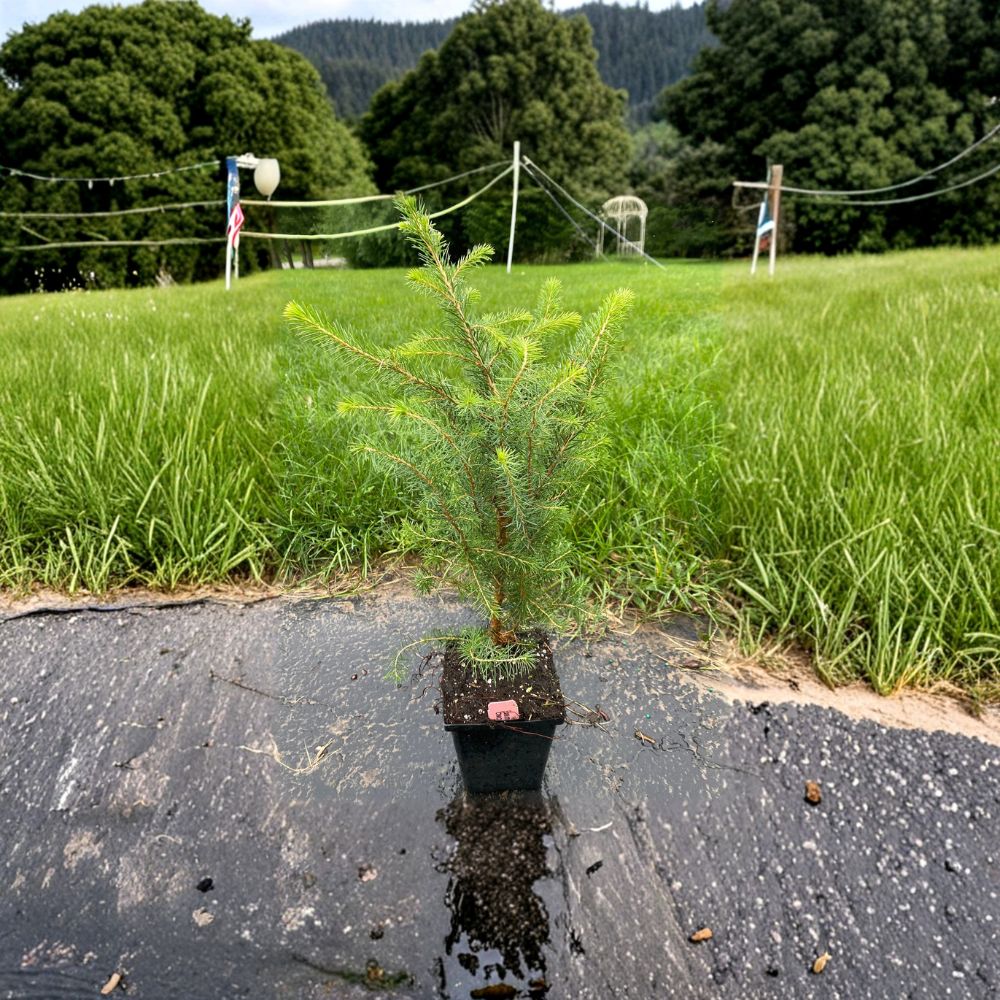 Serbian Spruce Live Evergreen Conifer Tree 10 Inch Tall Picea omorika Narrow Landscape Plant in 4 Inch Pot