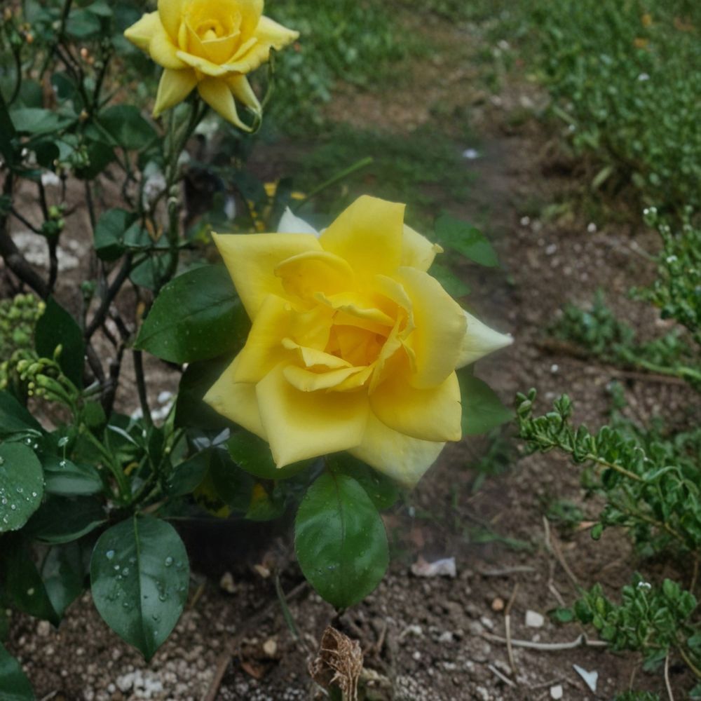 Oregold Grandiflora Rose – Live Yellow Garden Rose Bush | 3 Gallon Full Sun Landscape Shrub | Repeat Blooming Garden Rose
