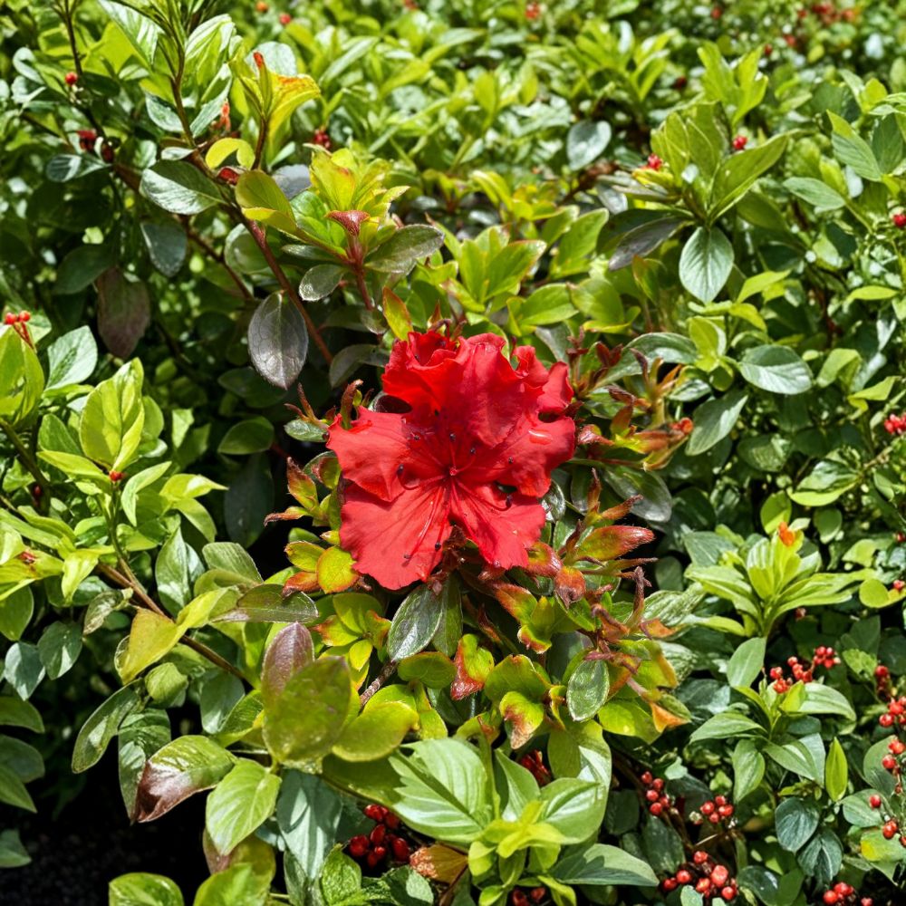 Azalea Live Plant 1 Gallon Pot Girard’s Hot Shot Red Orange Evergreen Shrub Spring Flowering Compact Landscape